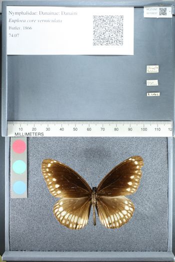 Media type: image;   Entomology 159237